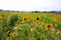 夏の花ひまわり