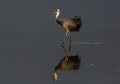 野鳥の世界(ナベヅル)スライドショー