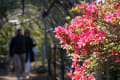 館林　つつじが丘公園のつつじ