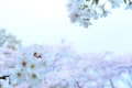 泉自然公園の花　桜を中心に　４月１日撮影