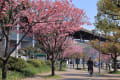 公園の桜と来楽ちゃん_20170401