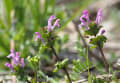 四季の野の花6