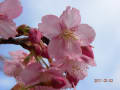 ヴィソラの河津桜