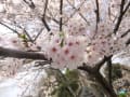 桜・井の頭公園 2011