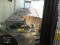 4/21日曜日は植・動物園への続き…動物園１