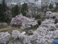 鶴ヶ城の桜