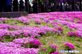 鳥羽浄水場の藤の花