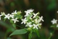 秋の岩湧山の草花