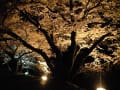 2012.4.15 木次の斐伊川土手の夜桜を見に☆