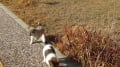 兵庫県動物愛護センター淡路支所を譲渡いただきました