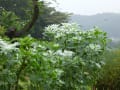 雨の中の花