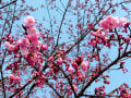 2013年3月7日　緋寒桜と大寒桜咲く