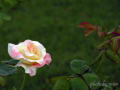 [8]20121007_伊奈バラ園_0064ダイアナAL.jpg