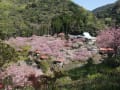 八重桜の寺