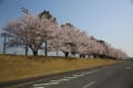 [8]三和酒類のグランドに咲く桜　－２