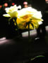 旧古河庭園の春薔薇2013：ライトアップ編