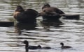 手賀沼　カイツブリのヒナ