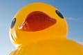 ラバーダック　rubber duck