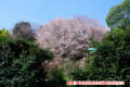 2014年京都桜紀行10　向日市ほか　4/3