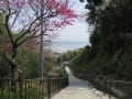 花盛り：成就院～虚空蔵堂～聖福寺公園～御霊神社～長谷寺～光則寺まで