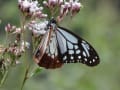 家庭菜園で過ごした日曜日・シソの実の塩漬け、フェンス際の除草～