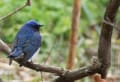 曇天の中で幸せの青い鳥