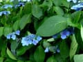 ６月の定番紫陽花