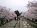 桜の蹴上インクライン～南禅寺