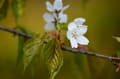 [31]名残の桜