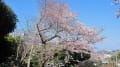 岩井町原の桜が満開です