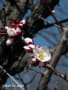 [9]select_20110305大宮公園梅林_0021豊後AL.jpg