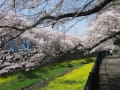 今日の根川緑道と残堀川の桜