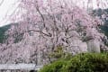 野鳥の世界は今回お休みし桜のお花見をしてきました。