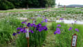 花菖蒲・ときわ公園2016