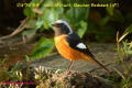 ジョウビタキ類Redstart ヒタキ科Muscicapidae スズメ目Passeriformes