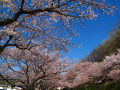 散り始め千田・中津原浄水場の桜