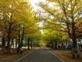 北海道大学のイチョウ並木　’１１