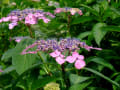 万博公園のあじさい・花菖蒲など