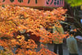 銀杏と紅葉（秋月）2009