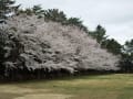 馬事公苑の桜