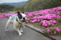 市貝の芝桜