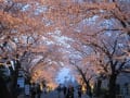 ２０１７「夜の森桜並木トンネル」と「宝泉寺の桜」フォトブック