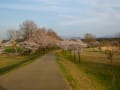 木場潟公園の桜並木