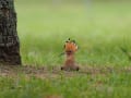 ハリオハチクイ・ヒメヤマセミなど～台湾・金門島の野鳥