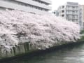 満開の桜に思うこと