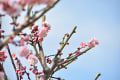 3月2日(金)晴れ、今日午前中、大倉山公園梅林で梅花を観て撮り歩き印象です。