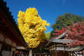 [55]奈良公園　手向山神社