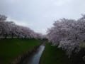 奈良市佐保川沿い（図書情報館前あたり）の桜はきれい！