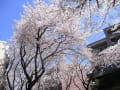 [81]美しヶ丘の桜２