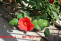🌹我が家の花壇に真っ赤な薔薇が咲きました！
